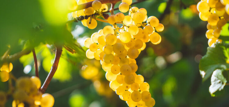 The Grapes of Willamette Valley | Chardonnay