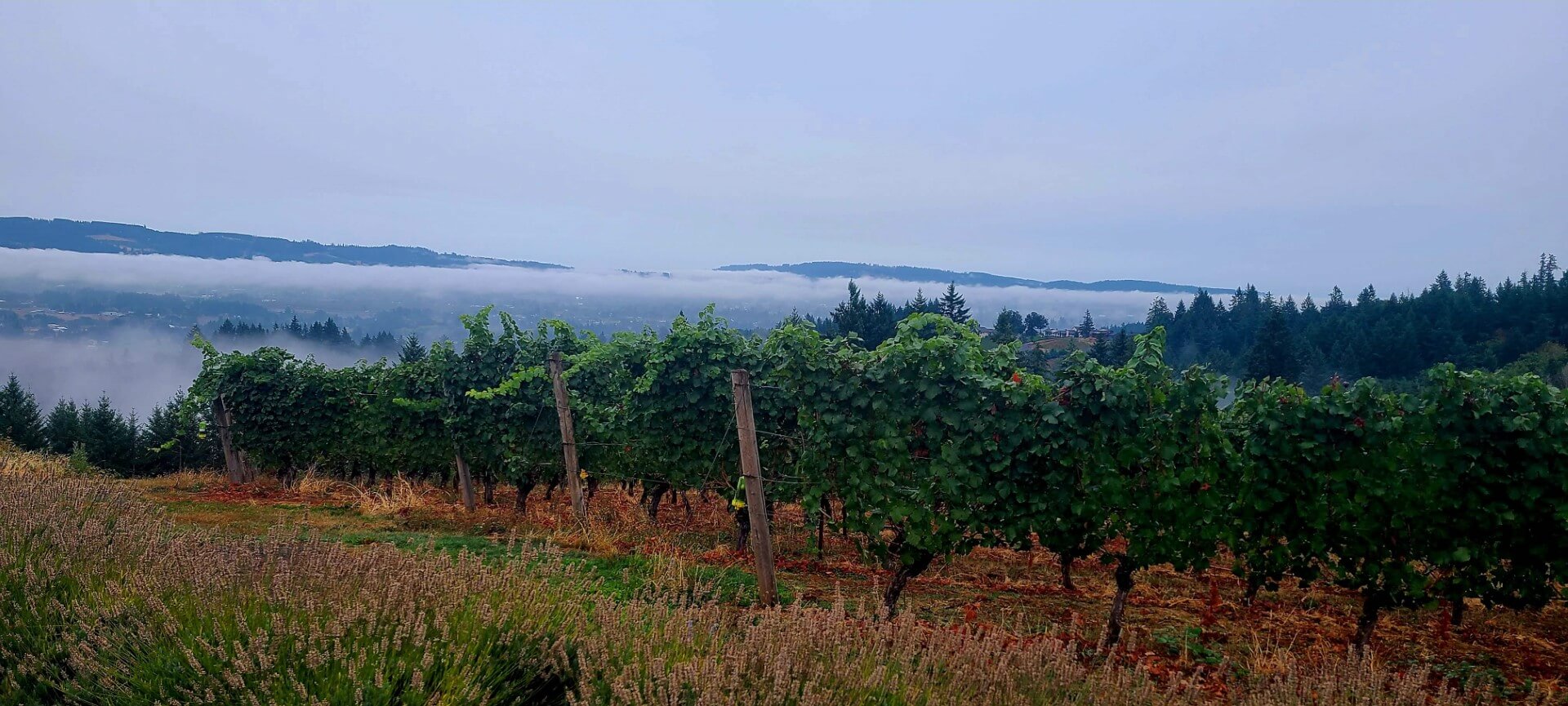 Experience the Beauty of the Willamette Valley