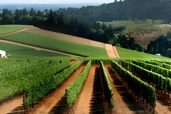 Guests on the Wine Country Tour in the Willamette Valley