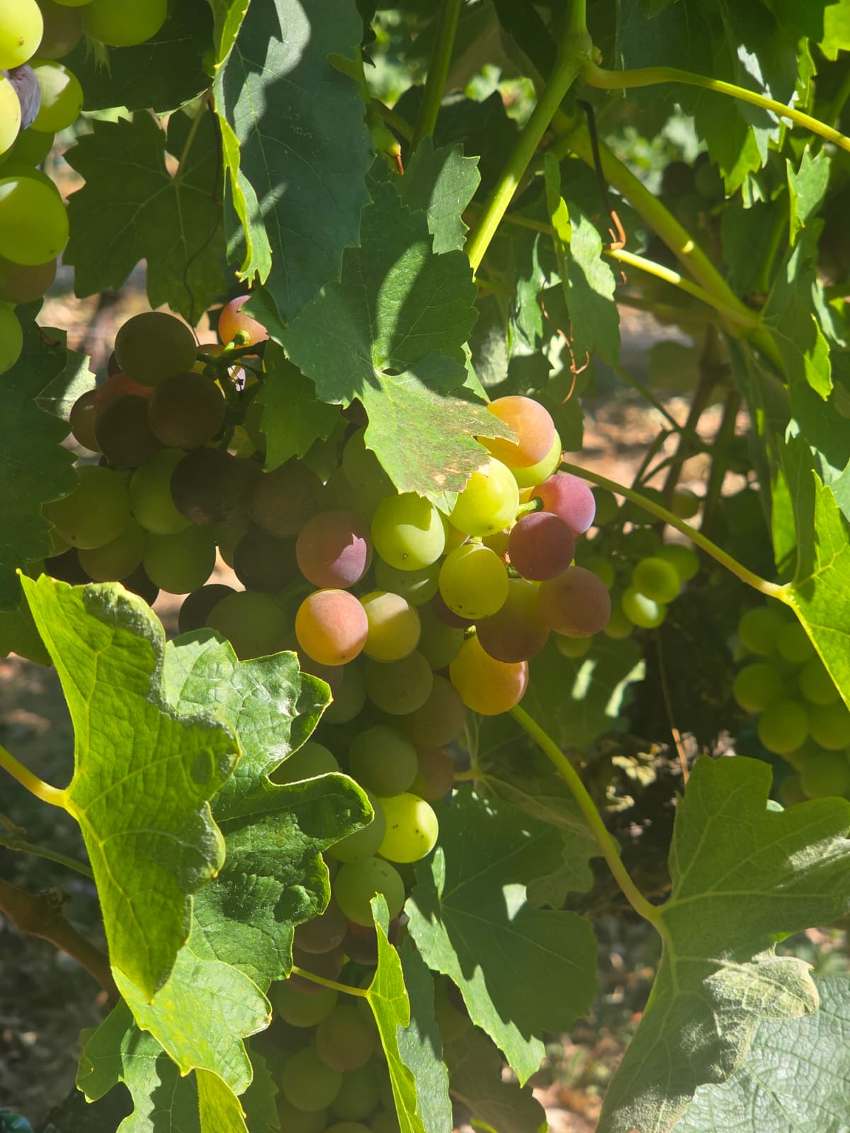 Grapes ripening on the vine in the Willamette Valley